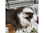 Adopt Buttercup a Guinea Pig