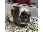 Adopt Blossom a Guinea Pig