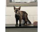 Adopt La Salle a Domestic Medium Hair