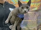 Adopt Jolly a Domestic Short Hair