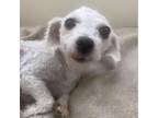 Adopt Posey a Bichon Frise