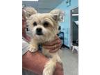 Adopt Torch a Pomeranian