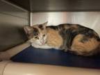 Adopt Princess a Domestic Short Hair