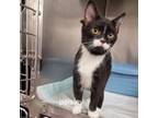 Adopt Paisley a Domestic Short Hair