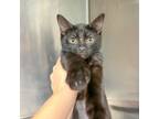 Adopt Cleo a Domestic Short Hair