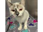 Adopt Moonstone a Siamese