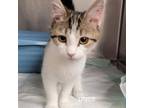 Adopt Pryce a Domestic Short Hair