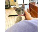 Adopt Tulip a Domestic Short Hair