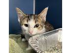 Adopt Chai a Domestic Short Hair