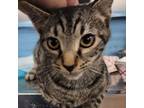 Adopt Birdie a Domestic Short Hair