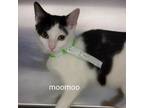 Adopt Moo Moo a Domestic Short Hair