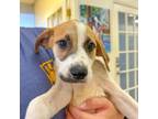Adopt Kensley a Retriever, Labrador Retriever