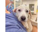 Adopt Kami a Retriever, Labrador Retriever