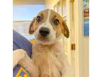 Adopt Keylani a Retriever, Labrador Retriever
