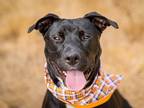 Adopt Laurel a Pit Bull Terrier