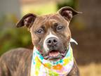 Adopt Penny a Boxer