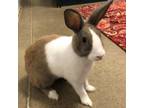 Adopt Banana a Dutch