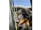 Adopt Wiggles a Australian Shepherd