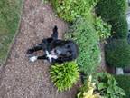 Adopt Available - Sarah a English Setter