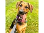 Adopt Aurora a German Shepherd Dog, Coonhound