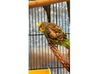Adopt Elvira a Budgie / Budgerigar