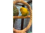 Adopt Zoie a Budgie / Budgerigar