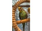 Adopt Lola a Budgie / Budgerigar
