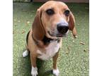Adopt Karma a Beagle