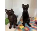 Adopt Eclair a Domestic Short Hair