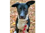 Adopt Lainey (Local Dog) a Black Labrador Retriever