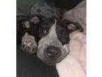 Adopt Gudrid a Pointer, Mixed Breed
