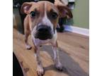 Adopt Yrsa a Pointer, Mixed Breed