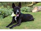 Adopt Rellie a Retriever, Mixed Breed