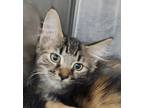 Adopt Lisa a Domestic Short Hair