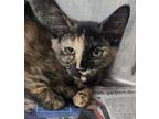 Adopt Sweet Sue a Domestic Short Hair