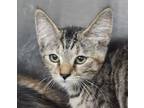Adopt Nikki a Domestic Short Hair