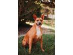 Adopt 76043a Paris a American Staffordshire Terrier, Mixed Breed