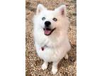 Adopt Polar a German Spitz, Mixed Breed