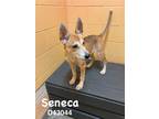 Adopt Seneca a Carolina Dog, Shepherd