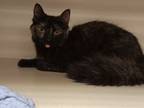 Adopt Kitty S a Domestic Short Hair