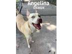 Adopt Angelina a Pit Bull Terrier, Husky