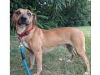 Adopt C14 Aka Gretchen a Labrador Retriever