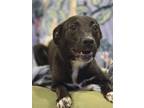Adopt C2 Aka Heidi a Terrier, Labrador Retriever