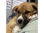 Adopt Ginger a Boxer