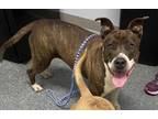 Adopt Juliet a American Staffordshire Terrier
