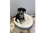 Adopt Edith Gru a Australian Cattle Dog / Blue Heeler