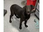 Adopt Shade a Labrador Retriever