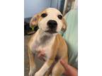 Adopt Arizona a Labrador Retriever