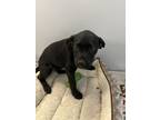 Adopt Margo Gru a Australian Cattle Dog / Blue Heeler