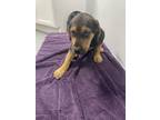 Adopt Honor a Shepherd, Chow Chow